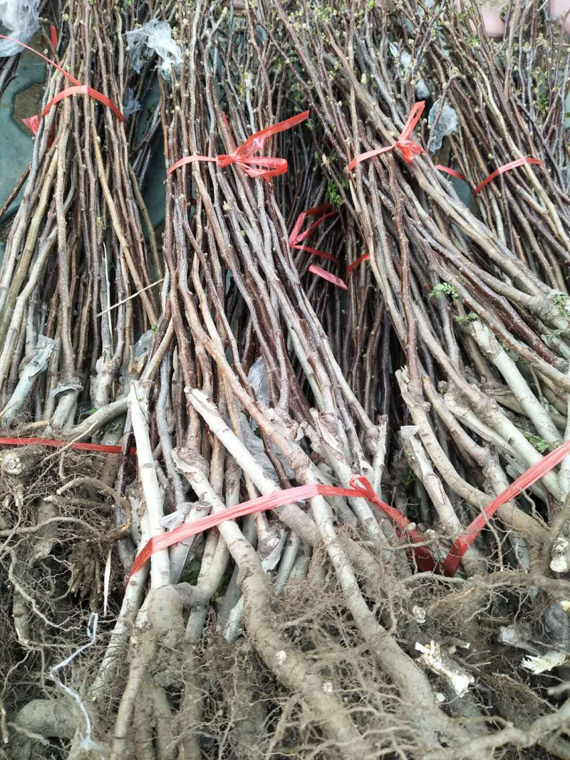 核桃苗