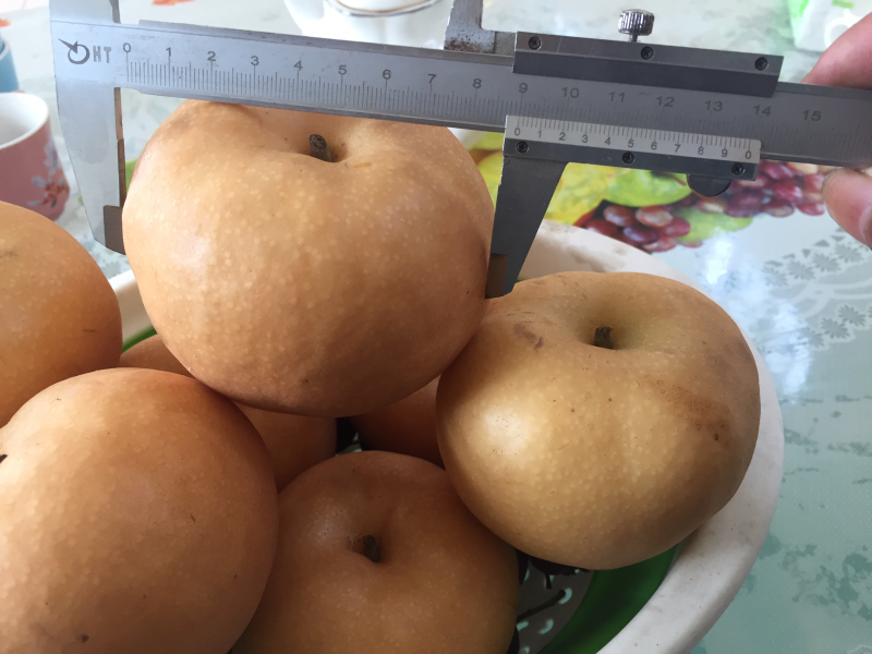 梨树苗早酥红梨树苗秋月梨规格齐全现挖现卖