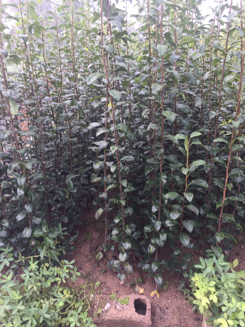 梨树苗早酥红梨树苗秋月梨规格齐全现挖现卖