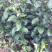 梨树苗早酥红梨树苗秋月梨规格齐全现挖现卖