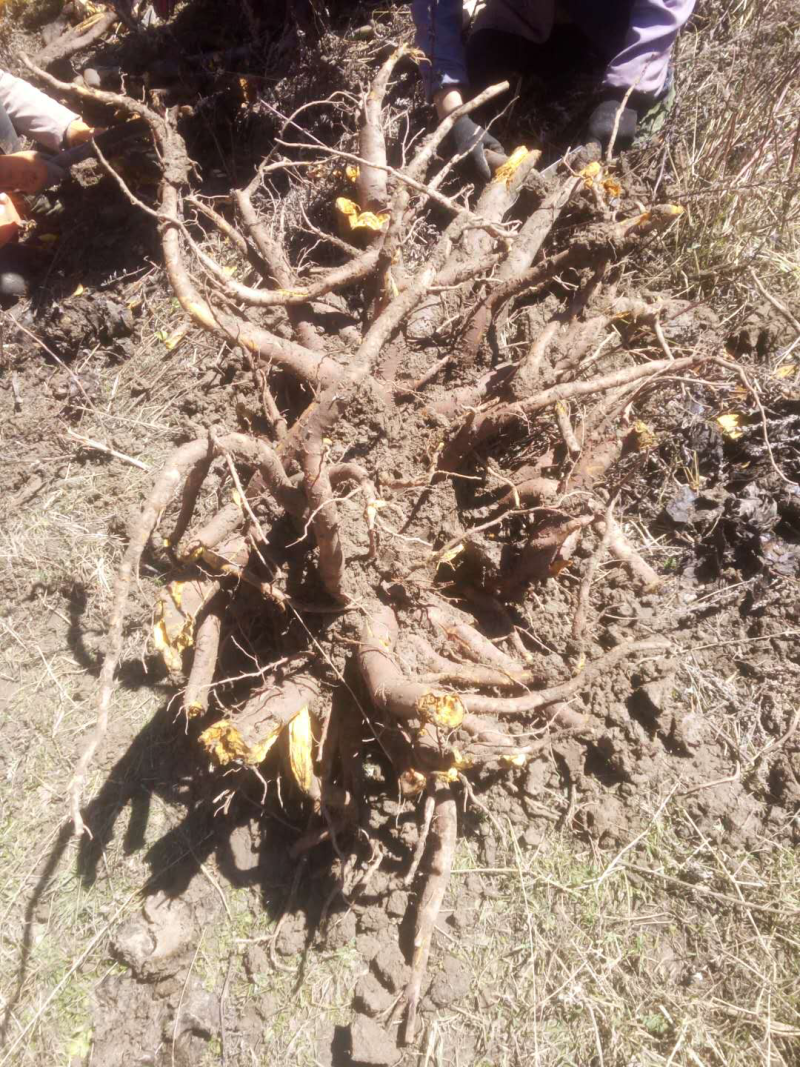 大黄，种植户，量大从优。