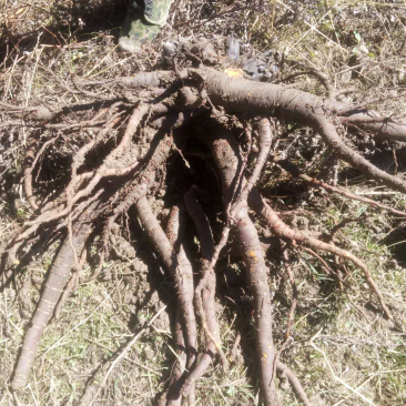 大黄，种植户，量大从优。