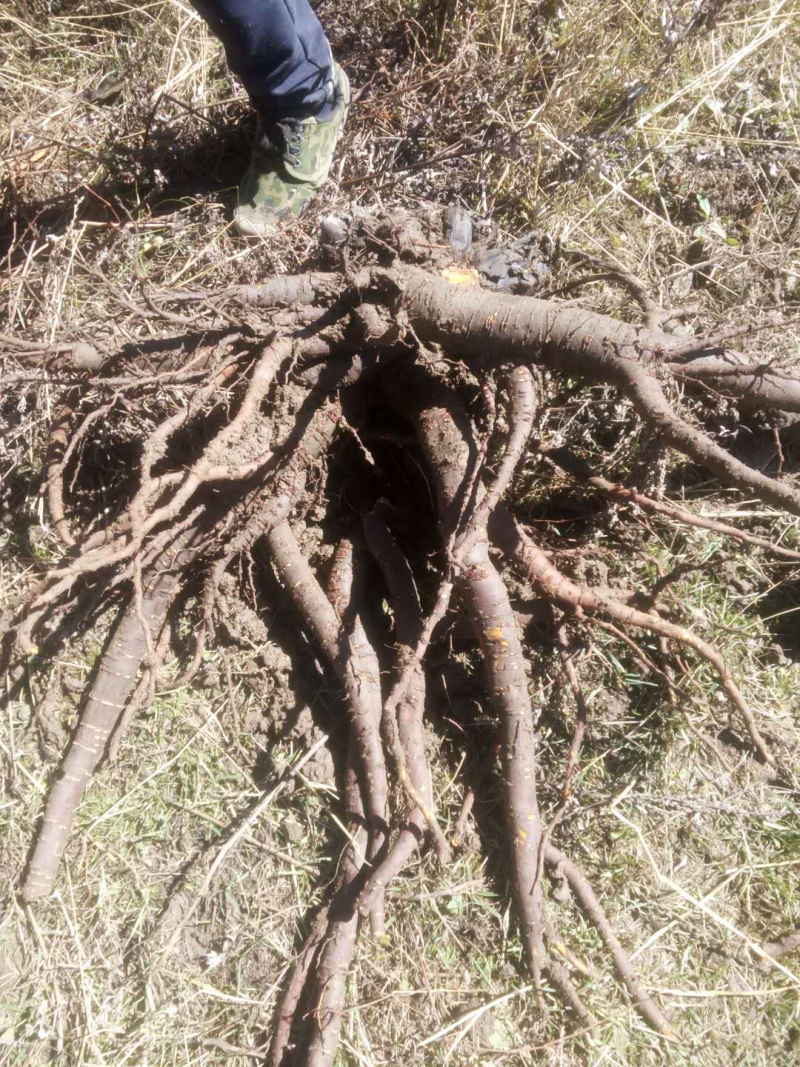 大黄，种植户，量大从优。