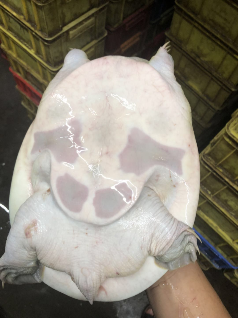 广西黄沙鳖