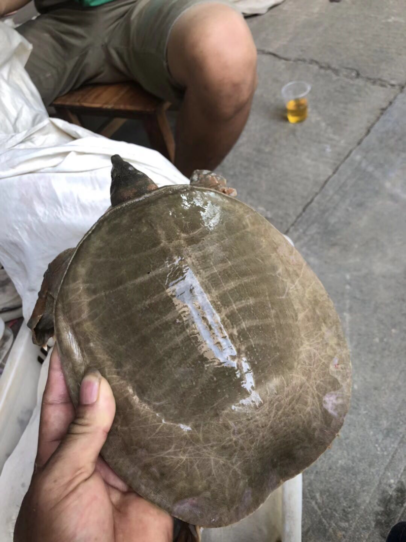 广西黄沙鳖