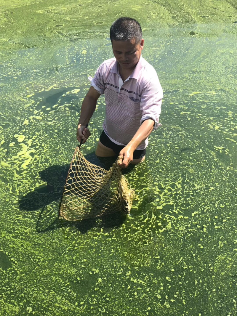 广西黄沙鳖