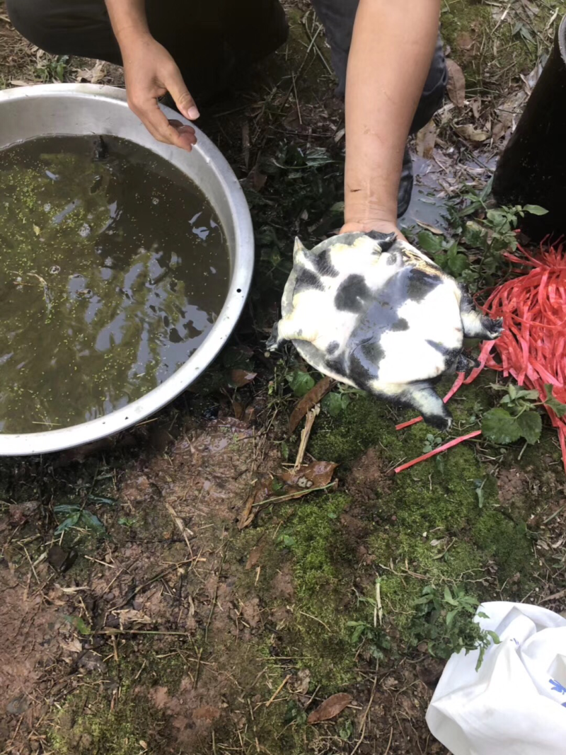 广西黄沙鳖