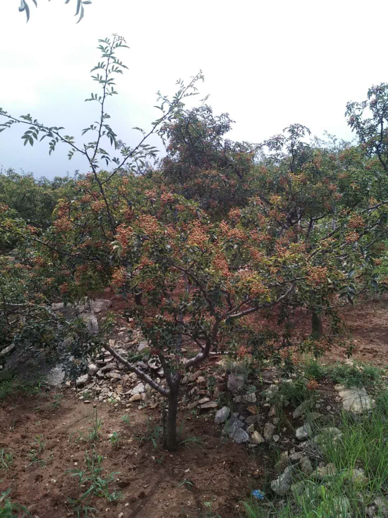 【热销】山东特级大红袍花椒产地直发货源充足颗粒大新货量大优惠