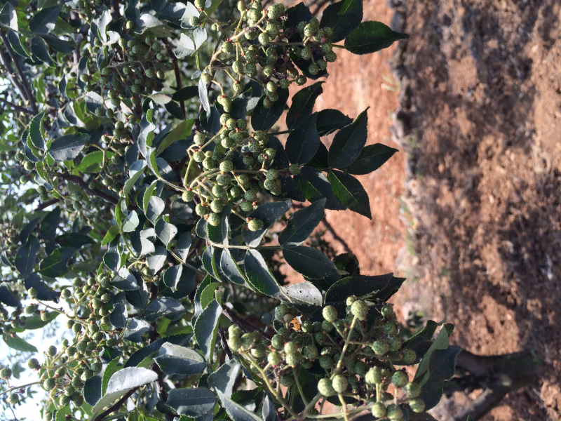 【精品】重庆青麻椒鲜花椒湿花椒色正味麻价格实惠质量保证