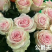 玫瑰盆花嫁接苗袋装苗