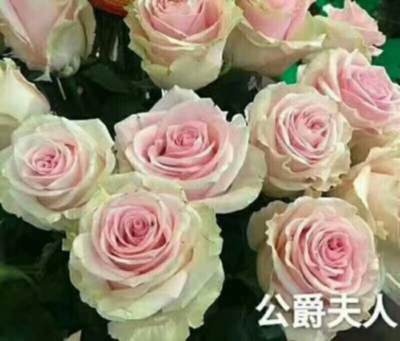 玫瑰盆花嫁接苗袋装苗