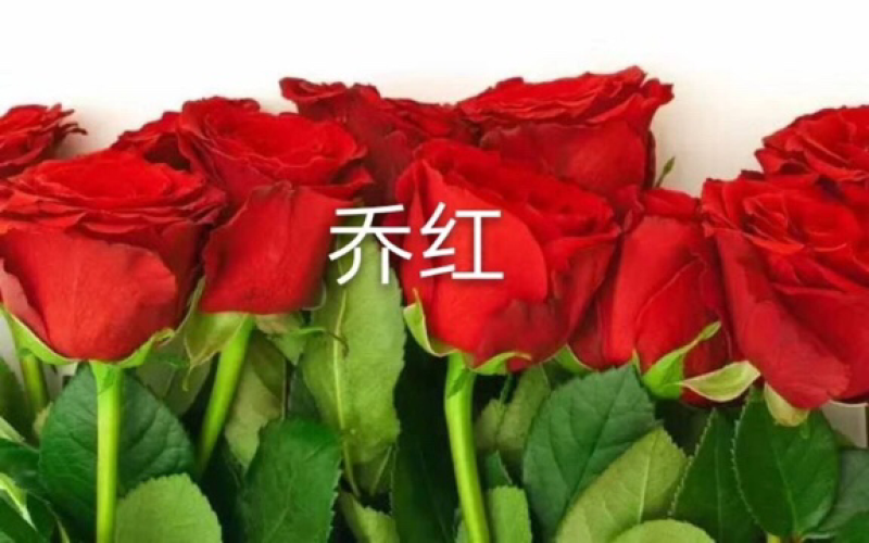 玫瑰盆花嫁接苗袋装苗