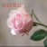 玫瑰盆花嫁接苗袋装苗