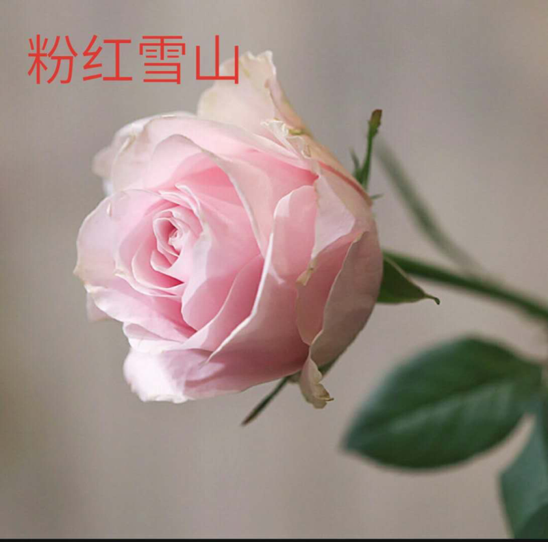 玫瑰盆花嫁接苗袋装苗