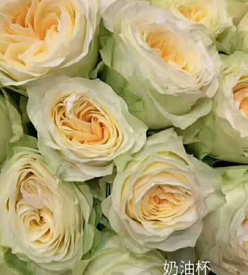 玫瑰盆花嫁接苗袋装苗