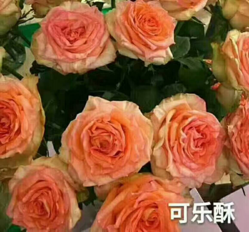 玫瑰盆花嫁接苗袋装苗