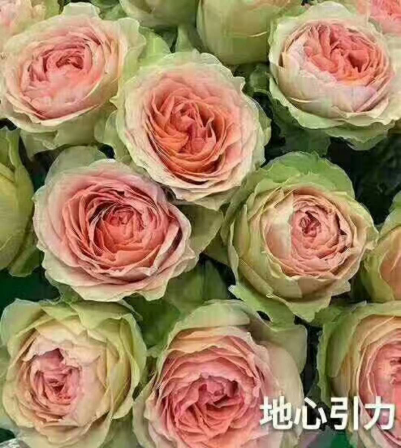 玫瑰盆花嫁接苗袋装苗