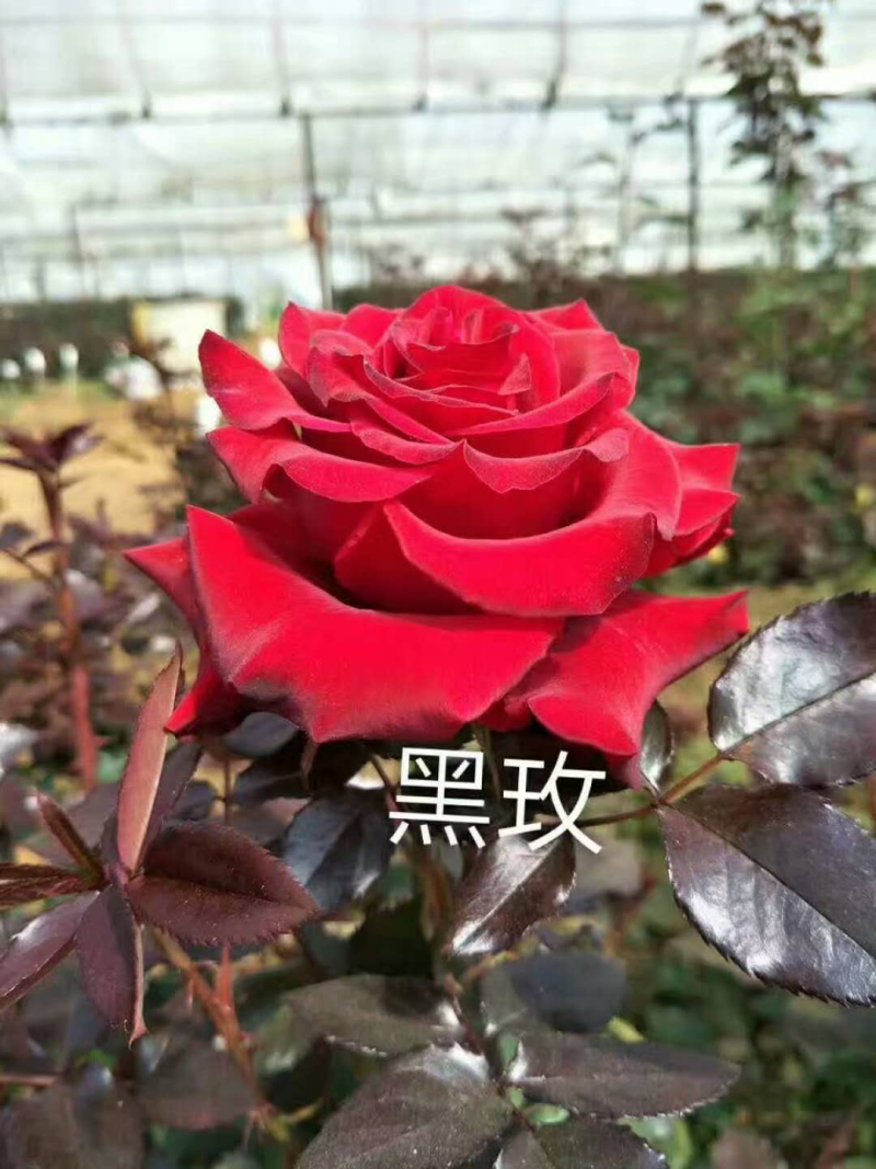 玫瑰盆花嫁接苗袋装苗
