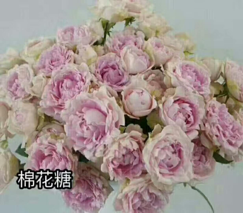 玫瑰盆花嫁接苗袋装苗
