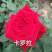 玫瑰盆花嫁接苗袋装苗