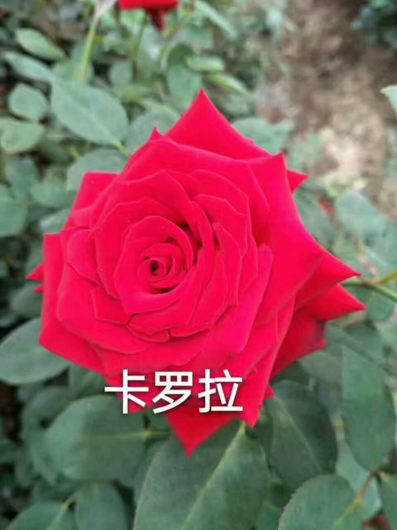 玫瑰盆花嫁接苗袋装苗
