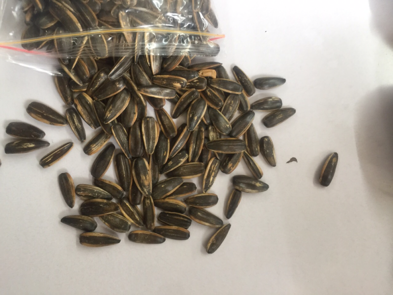 瓜子是最好的多味瓜子零食的最快