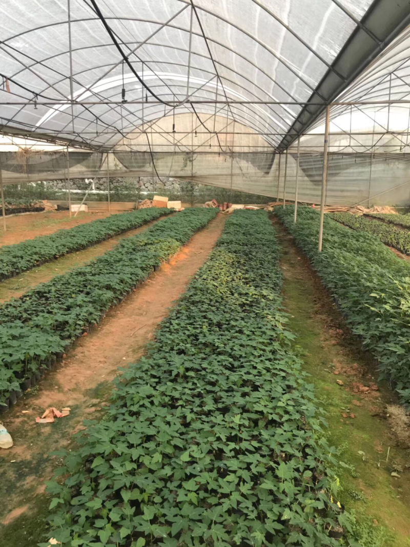 大青大白木瓜苗水果木瓜红肉木瓜组培水果木瓜