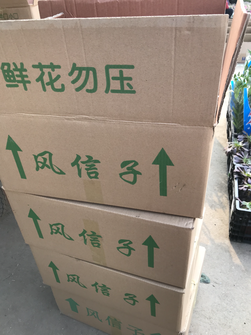 风信子
