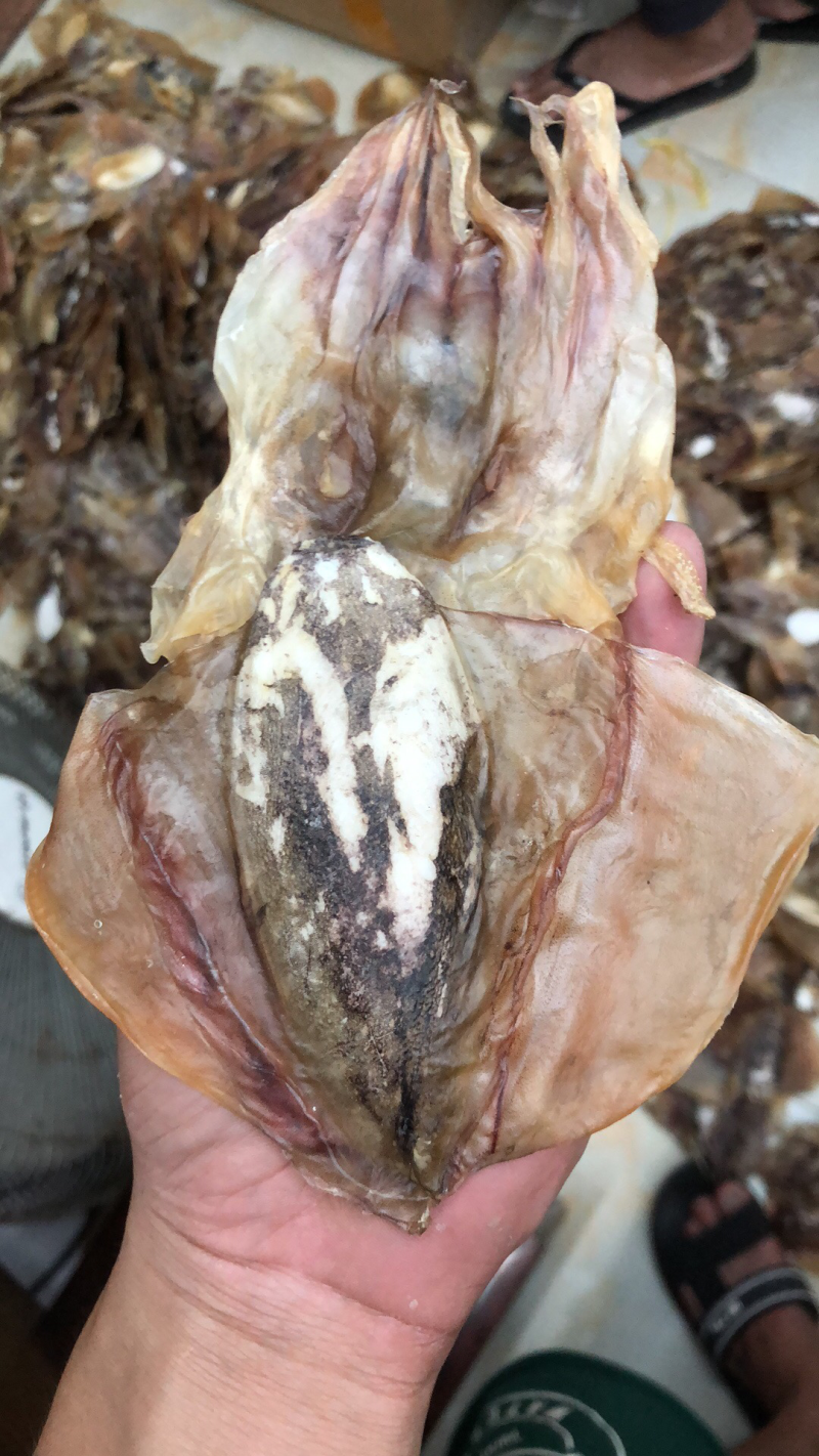 墨鱼纯淡干