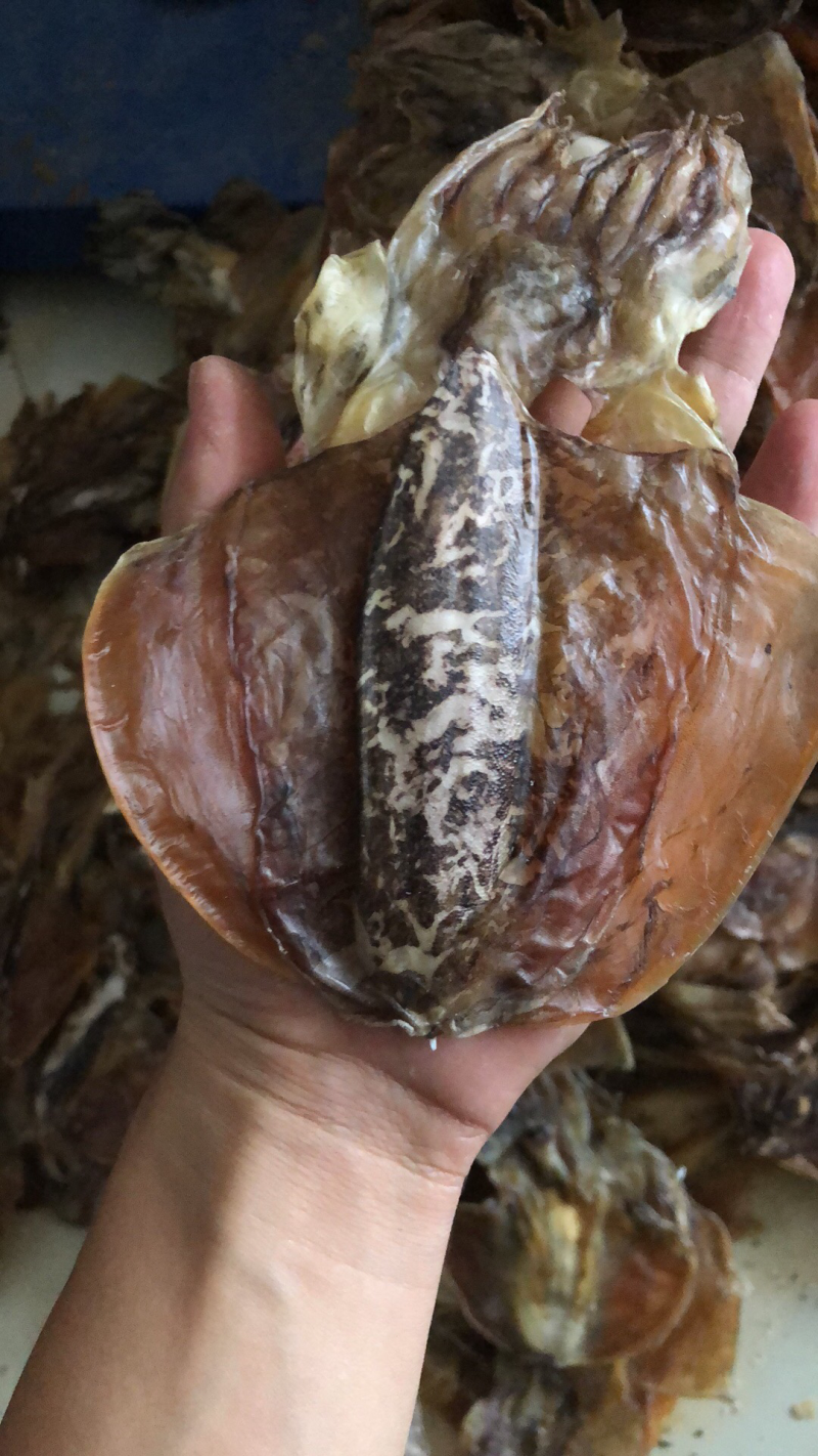 墨鱼纯淡干