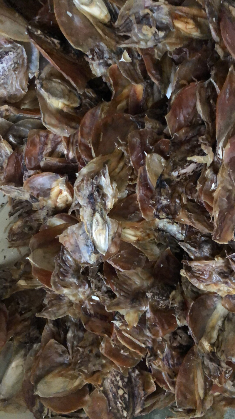 墨鱼纯淡干