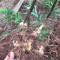 四川黄精块茎黄精种茎四川多花姜型甜黄精