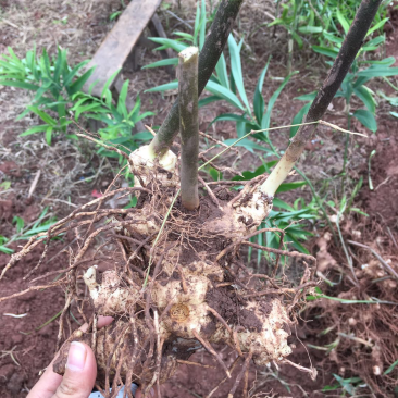 四川黄精块茎黄精种茎四川多花姜型甜黄精