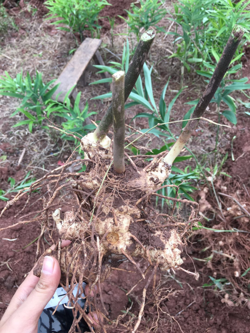 四川黄精块茎黄精种茎四川多花姜型甜黄精