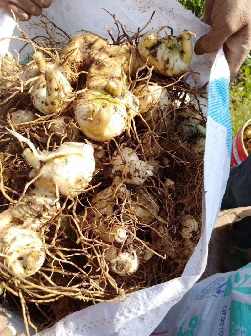 四川黄精块茎黄精种茎四川多花姜型甜黄精