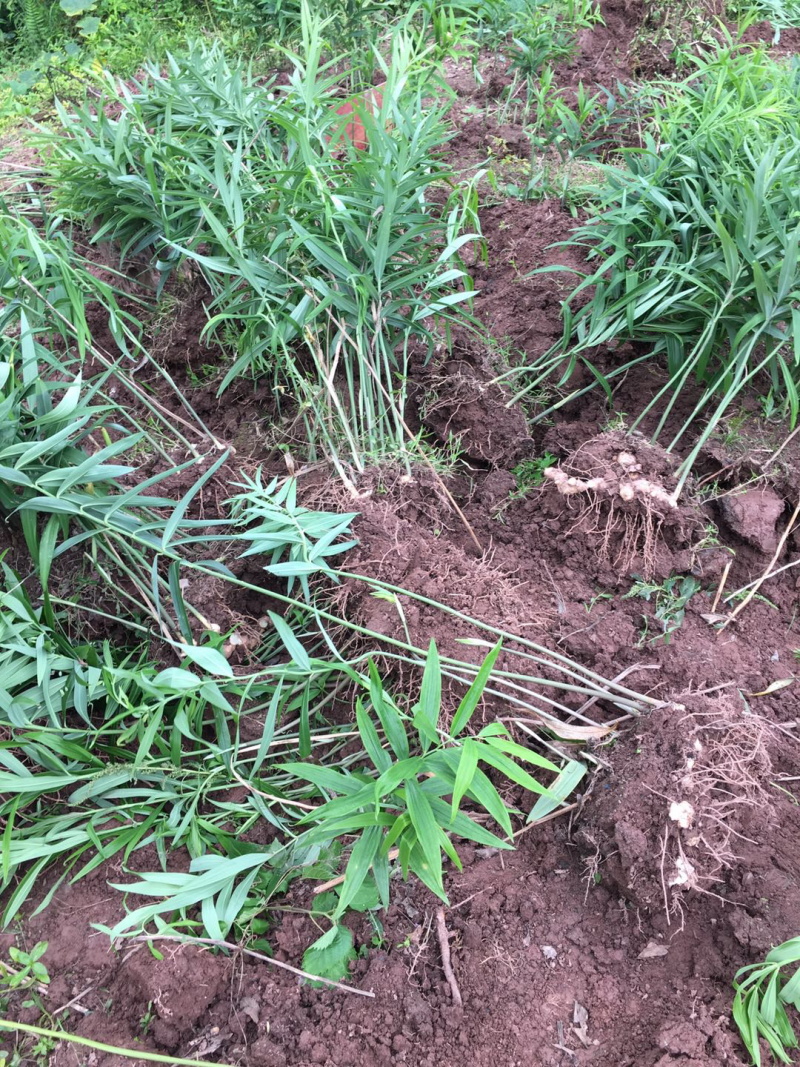 四川黄精块茎黄精种茎四川多花姜型甜黄精