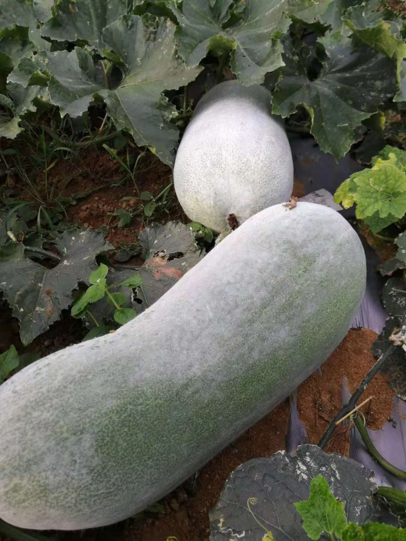白皮冬瓜