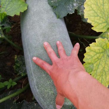 白皮冬瓜