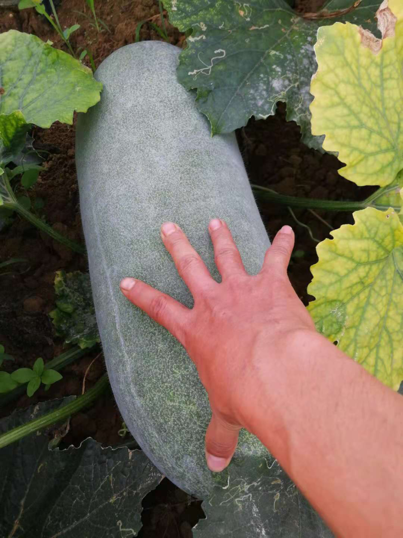 白皮冬瓜