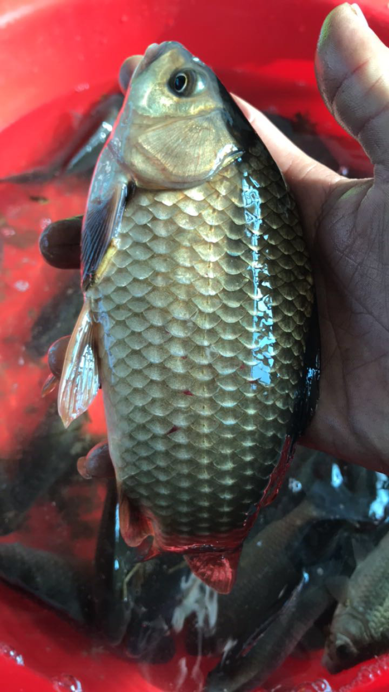 纯野生鲫鱼