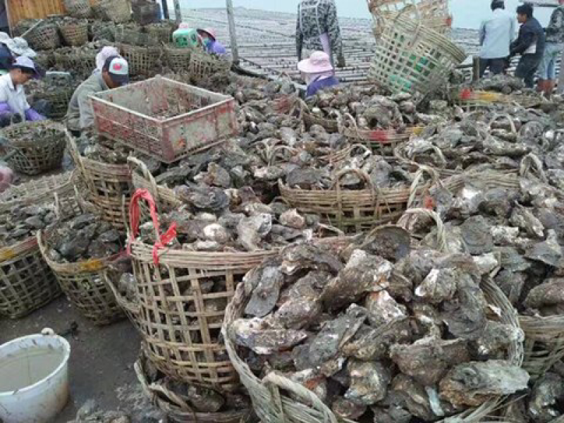 北海生蚝，贝类直供，