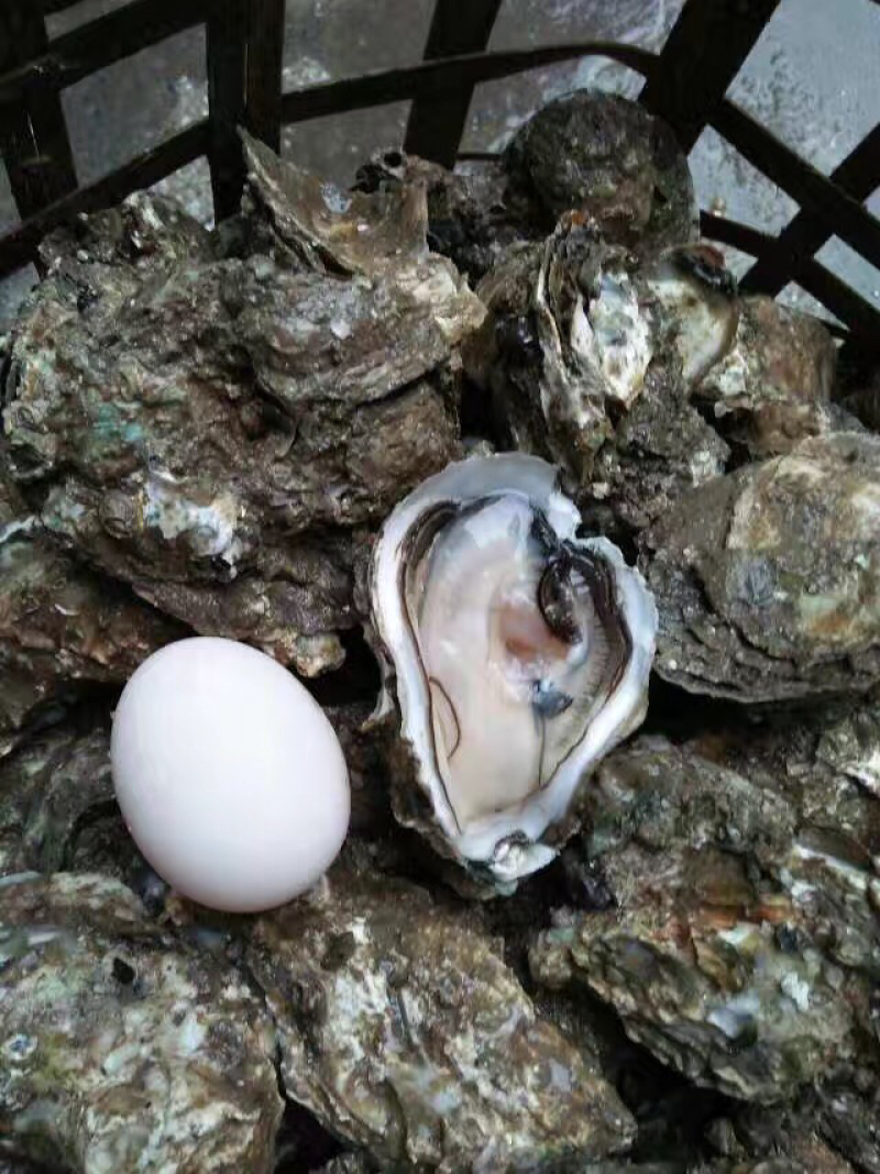 北海生蚝，贝类直供，
