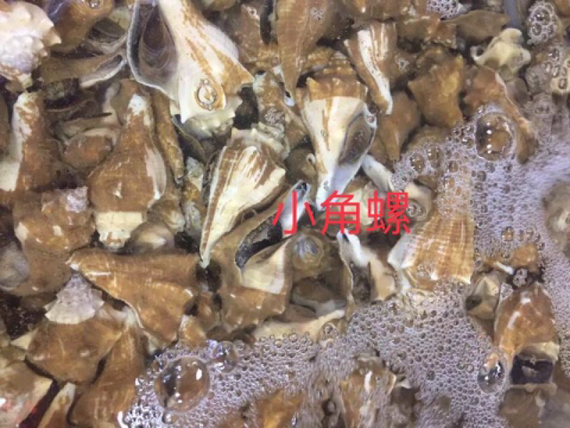 北海生蚝，贝类直供，
