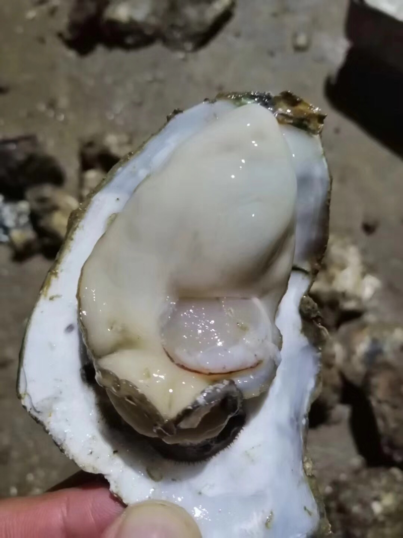 北海生蚝，贝类直供，