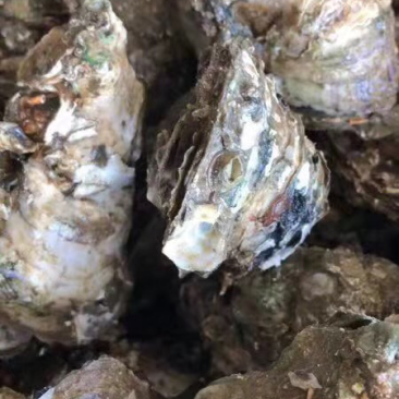 北海生蚝，贝类直供，