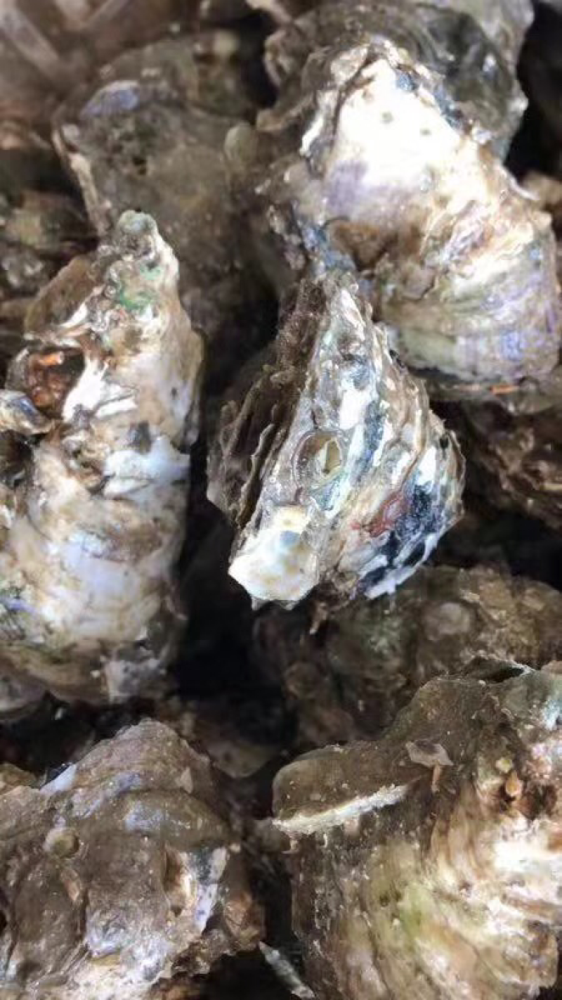 北海生蚝，贝类直供，