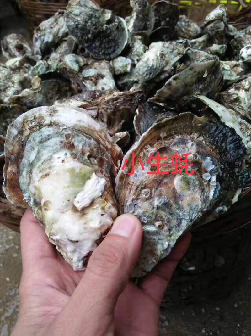 北海生蚝，贝类直供，