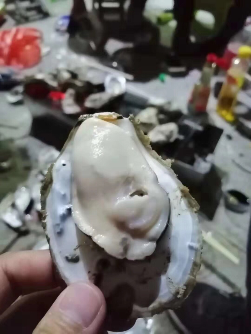 北海生蚝，贝类直供，