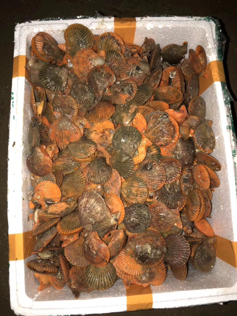 北海生蚝，贝类直供，