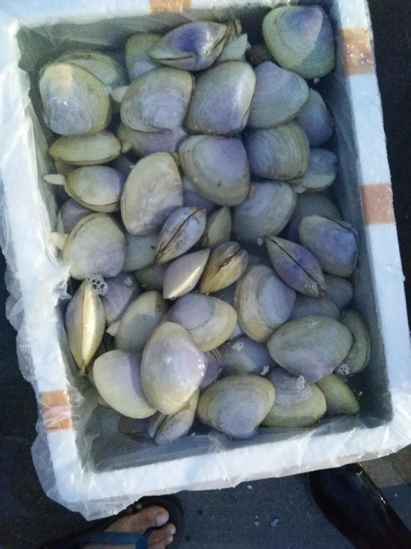 北海生蚝，贝类直供，